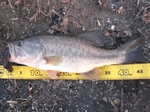 20090311-5.JPG